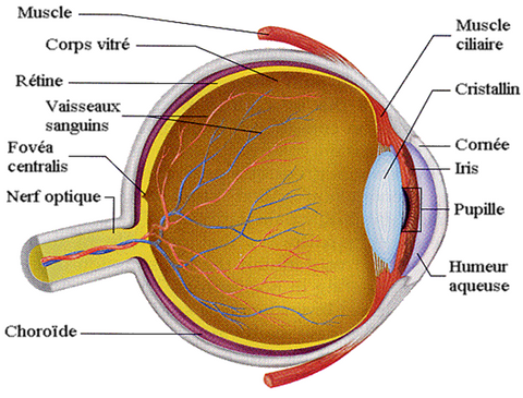 orthoptiste82